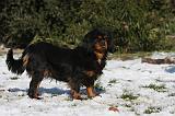 CAVALIER KING CHARLES 551
